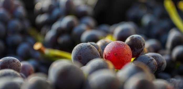 amarone druer